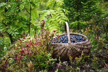 Wild berries in a basket on forest plants background