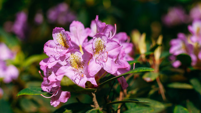 pink Flowers In Spring Garden Tree