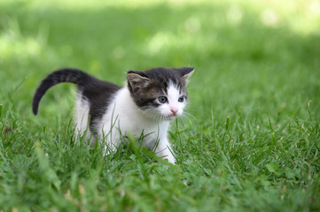 Little kitten play in the grass, Cute little kity © Ivan