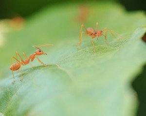 Red ant on green leaf, Macro photo.