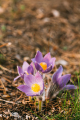 Wild Young Pasqueflower In Early Spring.  Flowers Pulsatilla Pat