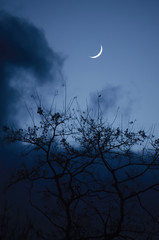 Moon above branches