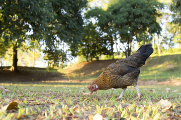 free range chicken eats on the grass