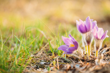 Wild Young Pasqueflower In Early Spring.  Flowers Pulsatilla Pat