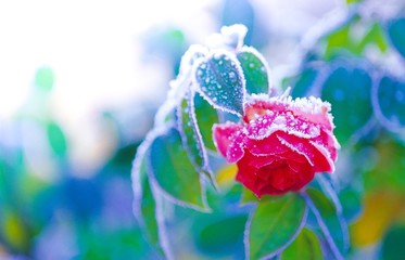 Rote Rose hängt von Eiskristallen überzogen bei Wintereinbruch nach unten, Morgenlicht, Deutschland, Europa
