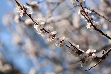 Flowering apricot on a clear day in April