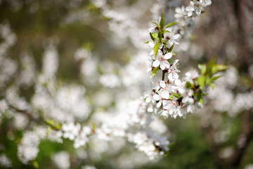 Flowering apricot on a clear day in April