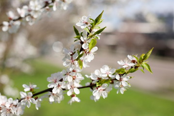 Flowering apricot on a clear day in April