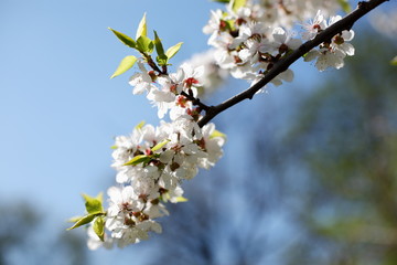 Flowering apricot on a clear day in April