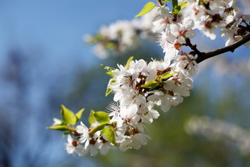 Flowering apricot on a clear day in April