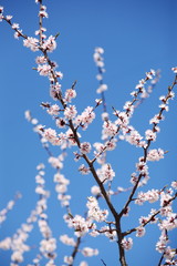 Flowering apricot on a clear day in April