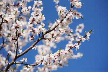Flowering apricot on a clear day in April