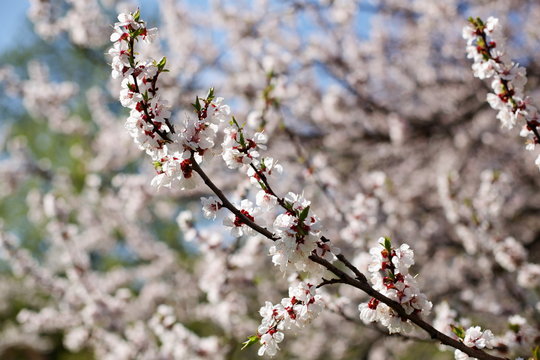 Flowering apricot on a clear day in April