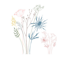 Vector illustration with wild meadow flowers, leaves and plants in a bouquet