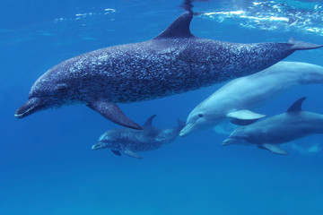 Naklejka premium Dolphins swim in blue water