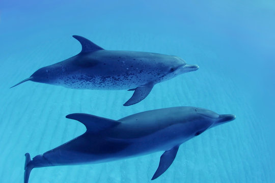 Two dolphins swimming in blue water