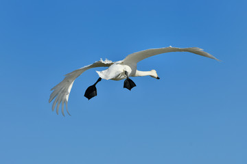 白鳥の飛翔