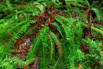 a picture of an exterior Pacific Northwest forest with sword ferns