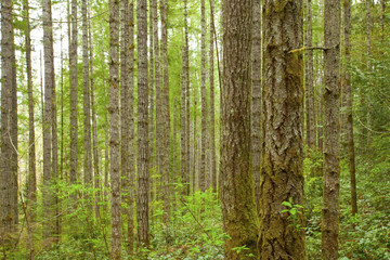 a picture of an exterior Pacific Northwest forest of conifer trees