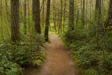Fototapeta na wymiar a picture of an exterior Pacific Northwest forest hiking trail