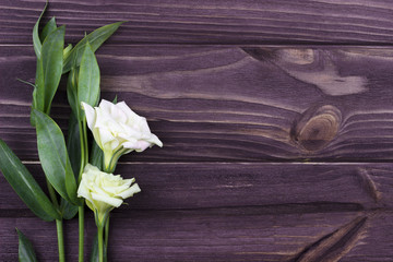 White flower on a dark wooden background. Valentine Day. Greeting card.