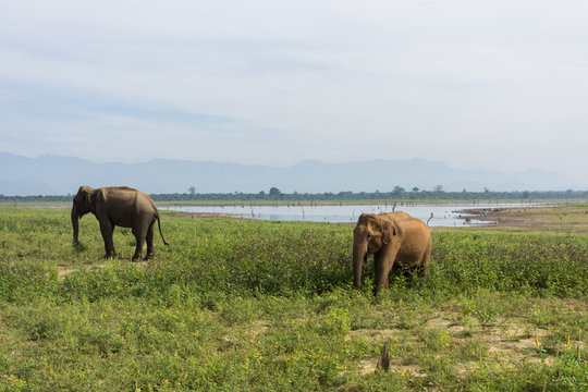 Fototapeta Éléphants dans le parc national d'Udawalawe, Sri Lanka