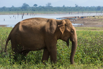 Éléphant sauvage, Udawalawe, Sri Lanka