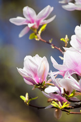 Closeup of Magnolia Flower at Blossom