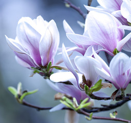 Obraz na płótnie Canvas Closeup of Magnolia Flower at Blossom