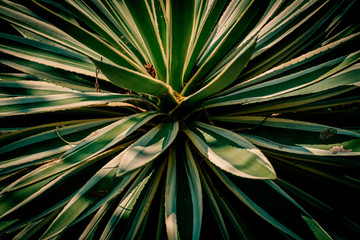 detail of dark palm leaves for graphic background.