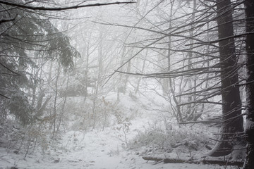 Snowy tangential path in the forest and fog.