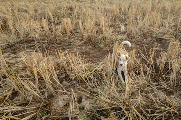 cute dog have fun in the rice field