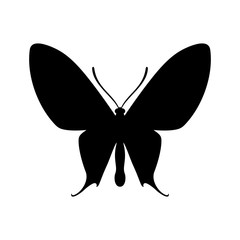 Butterfly, shade picture