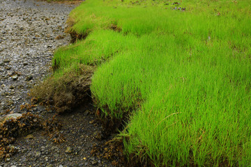 a picture of an exterior Pacific Northwest beach shoreline with grass