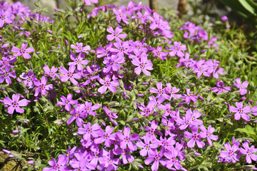 Naklejka premium beautiful pink garden flowers