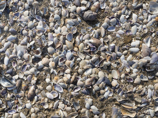 Shells on the beach