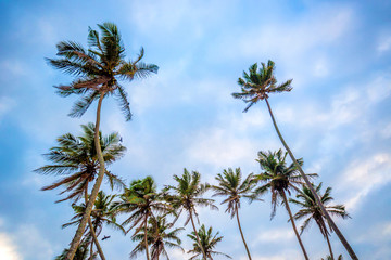 Fototapeta premium Tropical background with palms and sky