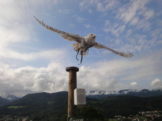 Schleiereule beim Start