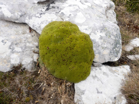 arge scoops Balsam Bog, Bolax gummifera is typical plant for the Falkland / Malvinas