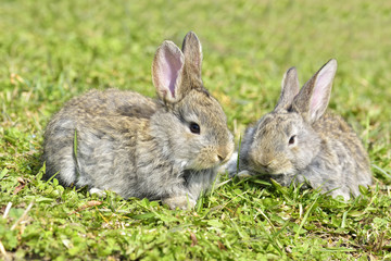 Bunny rabbit