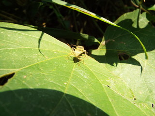 交尾中のホシハラビロヘリカメムシ couple of stink bug