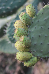 Pianta di fichi d'india