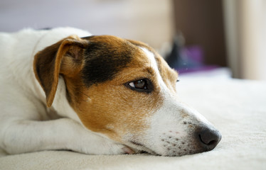 Close up jack russell terrier dog sleepy muzzle portrait on the beige background, selective focus, shallow depth of field