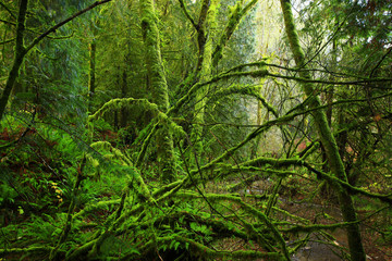 Obraz premium a picture of an exterior Pacific Northwest rainforest