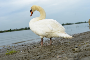 Swan looks at the river