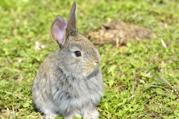 Naklejka na ściany i meble Little rabbits sitting outdoors in spring