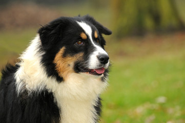 Australian shepherd dog in the meadow