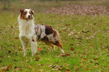 Australian shepherd dog in the meadow