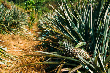 Naklejka na ściany i meble Rape pineapple closeup on the plantation. Pineapple plantation in Kerala, India