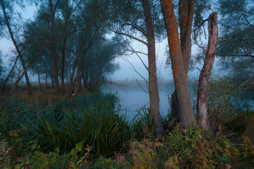 Obraz premium Beautiful misty sunrise landscape with trees on the lake coast